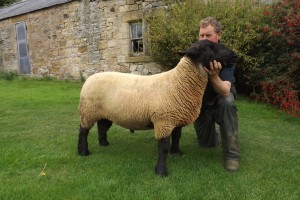 Rugley Terrific Sire of many of the females on sale and winner of the First Prize Stock Ram in the Northern Counties of England Flock Competition 2015